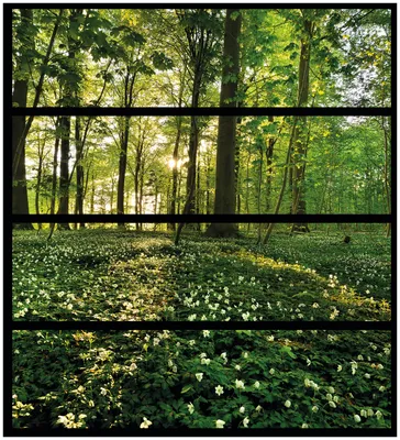 Produktbild von Wallario Möbelfolie / Aufkleber, geeignet für Ikea Malm Kommode mit 4 Schubfächern - Waldanemonen und Sonnenstrahlen im Wald