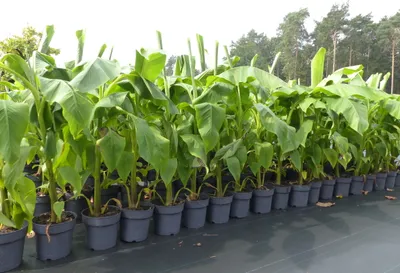 Produktbild von Bananenstaude Musa Basjoo 100 - 120 cm winterhart Staude japanische Faserbanane