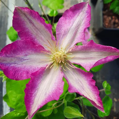 Immagine prodotto di Clematis Asao 2L