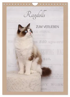 Produktbild von Ragdolls zum Verlieben (Wandkalender 2027 DIN A4 hoch), CALVENDO Monatskalender