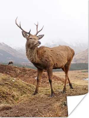 Produktbild von MuchoWow® Poster Hirsche - Berge - Natur 60x80 cm - Schlafzimmer Dekoration