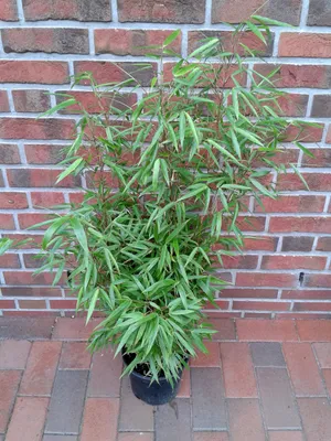 A potted bamboo plant is shown in front of a brick wall and brick paving.