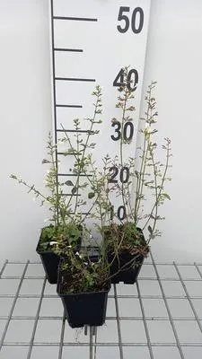 Immagine prodotto di 6 x Calamintha nep. 'White Giant' - Menta di montagna - vaso 9 x 9 cm