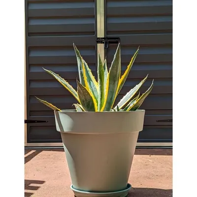 Obrázek produktu pro Ghiveci decorativ RIVIERA, verde, O50cm