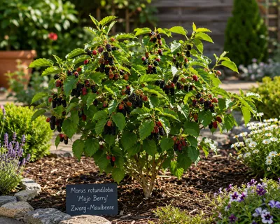 Produktbild von Zwerg-Maulbeere 'Mojo Berry' 50–70 cm – Morus rotundiloba, winterharter Maulbeerbaum, Obstbaum für Garten, Balkon & Kübel, KI-generiertes Bild