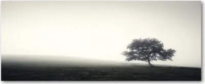 Produktbild von Tulup® Glas-Bild Wandbild aus Glas - 125x50 - Wandkunst - Wandbild hinter gehärtetem Sicherheitsglas - Dekorative Wand für Küche & Wohnzimmer  - Landschaften - Einsamer Baum - Grau