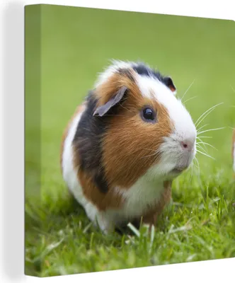 Produktbild von MuchoWow® - Leinwandbilder - Zwei Meerschweinchen, Wandbild, Wanddeko Bilder Wohnzimmer, 20x20 cm