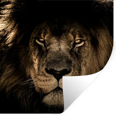 Produktbild von MuchoWow® Wandtattoo Wandsticker Wandaufkleber Löwe - Tiere - Schwarz - Porträt 50x50 cm Selbstklebend und Repositionierbar - Selbstklebend - Fototapeten