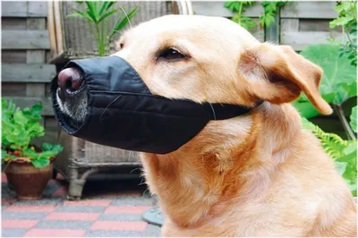 Produktbild von Beeztees Maulkorb - Hund - M - 14 cm