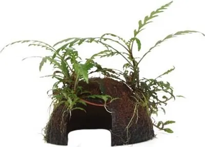Produktbild von Aquarium Pflanze Hygrophila pinnatifida auf Kokosnussschale Tropica 509 YCS