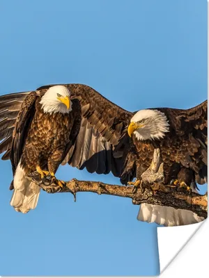 Produktbild von MuchoWow® Poster Vogel - Äste - Adler - Raubvögel - Luft 90x120 cm - Wohnzimmer