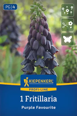 Produktbild von Kiepenkerl Profi-Line Persische Kaiserkrone Purple Favourite Fritillaria persica 1 Zwiebel