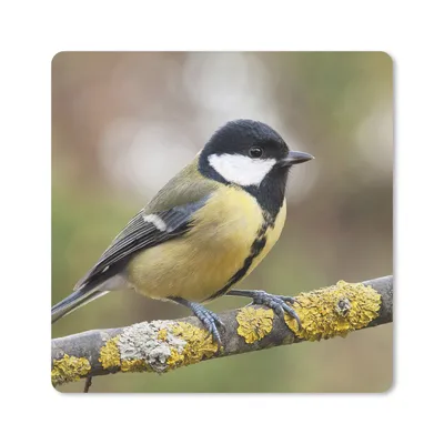 Produktbild von MuchoWow® Mauspad Mousepad Eine Kohlmeise auf einem Ast mit Moos 30x30 cm - Mousepads - Maus Mat - Pad - Mausunterlage - Gaming