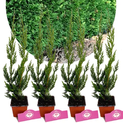Zdjęcie produktu dla Zestaw 4 iglaków na żywopłot - Cupressocyparis leylandii - wysokość 30 cm - doniczka 9 cm
