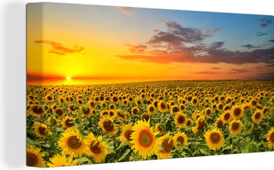 Obrázek produktu pro OneMillionCanvasses® Malba na plátně Nástěnná malba na plátně - Květiny - Slunečnice - Západ slunce - Noc - Oranžová - 40x20cm