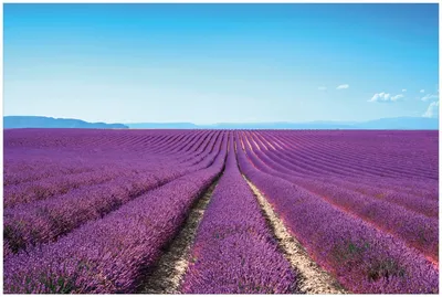 Produktbild von Wallario Premium Glasbild, freischwebende Optik, kräftige Farben, Größe 90 x 60 cm Motiv Lavendelfeld unter blauem Himmel
