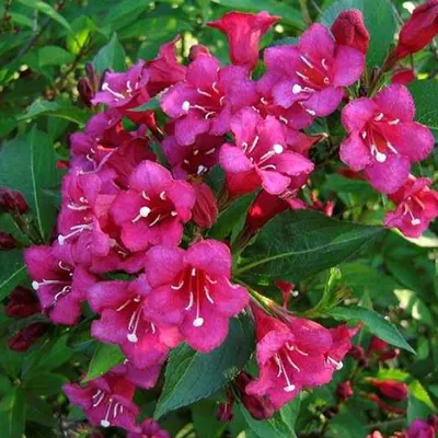 Obrázek produktu pro 2 x  Weigelie  - Weigela 'Eva Rathke'  | 50-60 cm v kontejneru