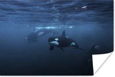 Produktbild von MuchoWow® Poster Orcas unter Wasser 30x20 cm - Plakate - Print