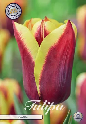 Artikelbild 2 von 'Tulpe Gavota (10 Stück)' aus der Kategorie Tulpenzwiebeln