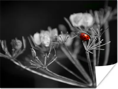 Produktbild von MuchoWow® Poster Schwarz-Weiß-Foto eines roten Marienkäfers auf einer Pflanze 120x90 cm - Wandbild