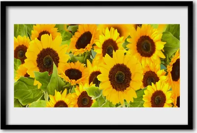 Produktbild von Bild 60x40 MDF-Rahmen Wandkunst Sonnenblumen Pflanze
