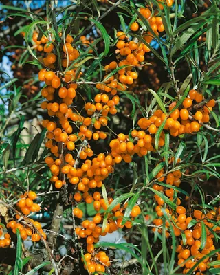 Produktbild von Hippophae rhamnoides 'Friesdorfer Orange', Sanddorn, orange, 40–60 cm