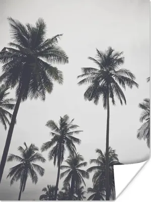 Produktbild von MuchoWow® Poster Palme - Tropisch - Natur 90x120 cm - Wohnzimmer