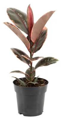 Produktbild von Ficus Elastica Belize - 45-55cm - Ø17cm - Zimmerpflanze - Immergrün