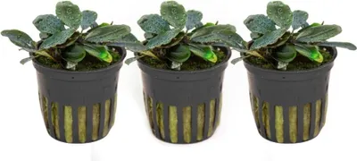 Produktbild von Aquarium Pflanze 3 Stück Bucephalandra sordidula 'Blue red' Tropica Nr.139D Set