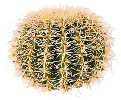 Immagine prodotto di Echinocactus Artificiale