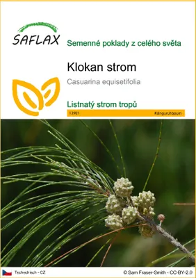 Obrázek produktu pro SAFLAX - klokan strom - Casuarina equisetifolia - 200 Semena