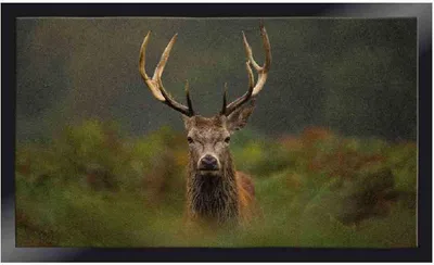 Image de SIENA HOME Paillasson Peva Moose 45 x 75 cm