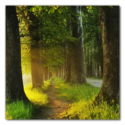 Produktbild von Wallario selbstklebende Möbelfolie/ Tischdecke für Innen und Außen, Größe: 100 x 100 cm - Allee bei Sonnenuntergang