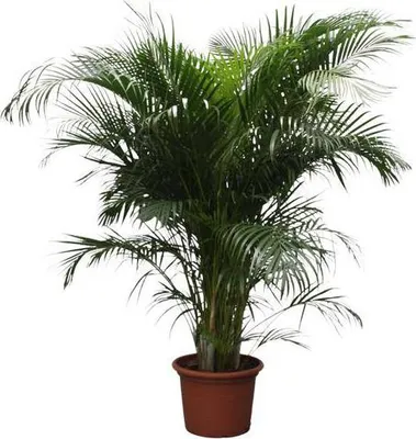 Produktbild von Goldfruchtpalme Dypsis Lutescens – Areca-Palme – 230cm hoch – Ø40cm – Große tropische Zimmerpflanze mit federartigen Blättern – Pflegeleicht & dekorativ – Für Wohnzimmer, Büro & Innenräume