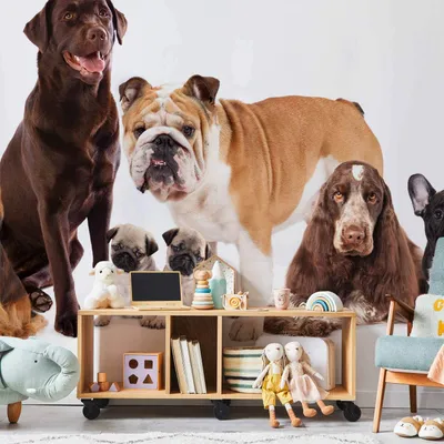 Productafbeelding van Vliesbehang - Dierenportret - Honden met een bruine Labrador in het midden, op een witte achtergrond. Afmetingen: 150x105 cm. Artikelnummer: Tiere g-C-0298-a-a