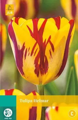 Productafbeelding van Tulipa Helmar JUB, 7 bloembollen