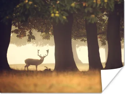 Produktbild von MuchoWow® Poster Hirsche - Bäume - Wald 120x90 cm - Wandbild