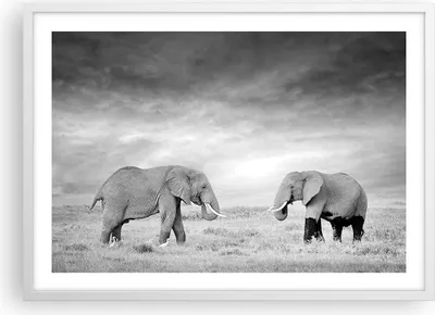Produktbild von Gerahmtes Poster - Weißer Rahmen - Elefanten Schwarzweiß Safari - 70x50 cm - Wand Bild - Wanddeko - Wandbilder - Wandposter - Bilderrahmen - Bilder - Kunstdruck - Wandbild - P2WAA70x50-4186