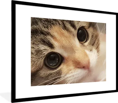 Produktbild von MuchoWow® Gerahmtes Poster Eine Nahaufnahme eines Kätzchens 80x60 cm - Poster mit Schwarzem Bilderrahmen Wandposter Rahmen Foto Bilder - Schlafzimmer-Dekorationen - Fotoposter