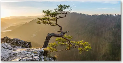 Produktbild von Tulup® Leinwandbild - 140x70 cm - Wandkunst - Drucke auf Leinwand - Leinwanddruck  - Landschaften - Grün - Pieninen Berge