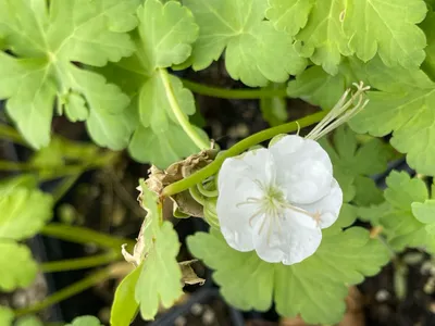 Immagine prodotto di 6 x Geranium macr. 'White Ness' - Cranesbill - vaso 9 x 9 cm