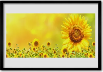 Produktbild von Bild 70x50 MDF-Rahmen Wandkunst Sonnenblume Pflanze