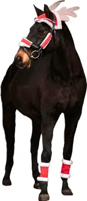 A dark-colored horse is standing and wearing Christmas-themed accessories.