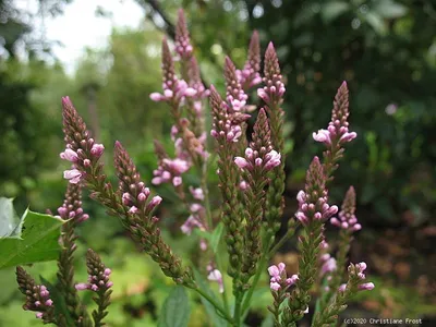 Produktbild von 3 x Rosa Eisenkraut Rosea, Dauerblühende Bienenweide, Tb 9