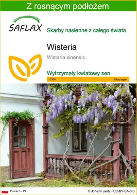 Zdjęcie produktu dla SAFLAX - Wisteria - 4 Nasiona - Z podłożem uprawowym wolnym od zarazków - Wisteria sinensis
