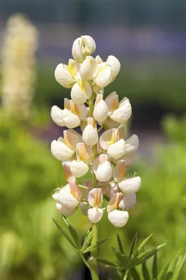 Produktbild von Lupine Kronleuchter, im Topf - Lupinus polyphyllus