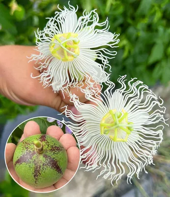 Produktbild von BALDUR Garten 1x Winterharte Passionsblume Cooltropics® 'Snowstar®', Pflanze im 2-Liter Containertopf, exotische weiß-blaue Blüten, lange Blütezeit, dekorativer Blickfang, winterhart & pflegeleicht