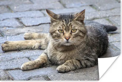 Produktbild von MuchoWow® Poster Katze - Tier - Braun - Mädchen - Kinder - Jungen - Kind 30x20 cm - Plakate - Print
