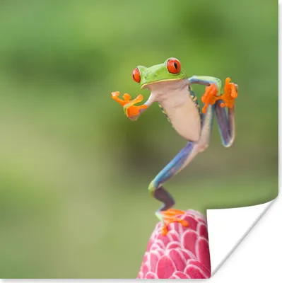 Produktbild von MuchoWow® Poster Der rotäugige Laubfrosch in Costa Rica 100x100 cm - Babyzimmer
