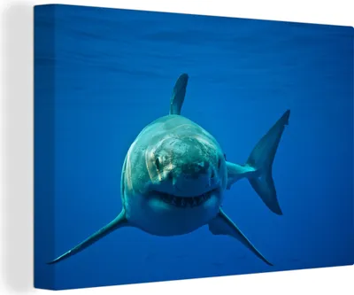 Obrázek produktu pro OneMillionCanvasses® - Obrazy na plátně - 140x90 cm, Velký bílý žralok plavající v oceánu, Nástěnné umění Vytisknout Nástěnná dekorace